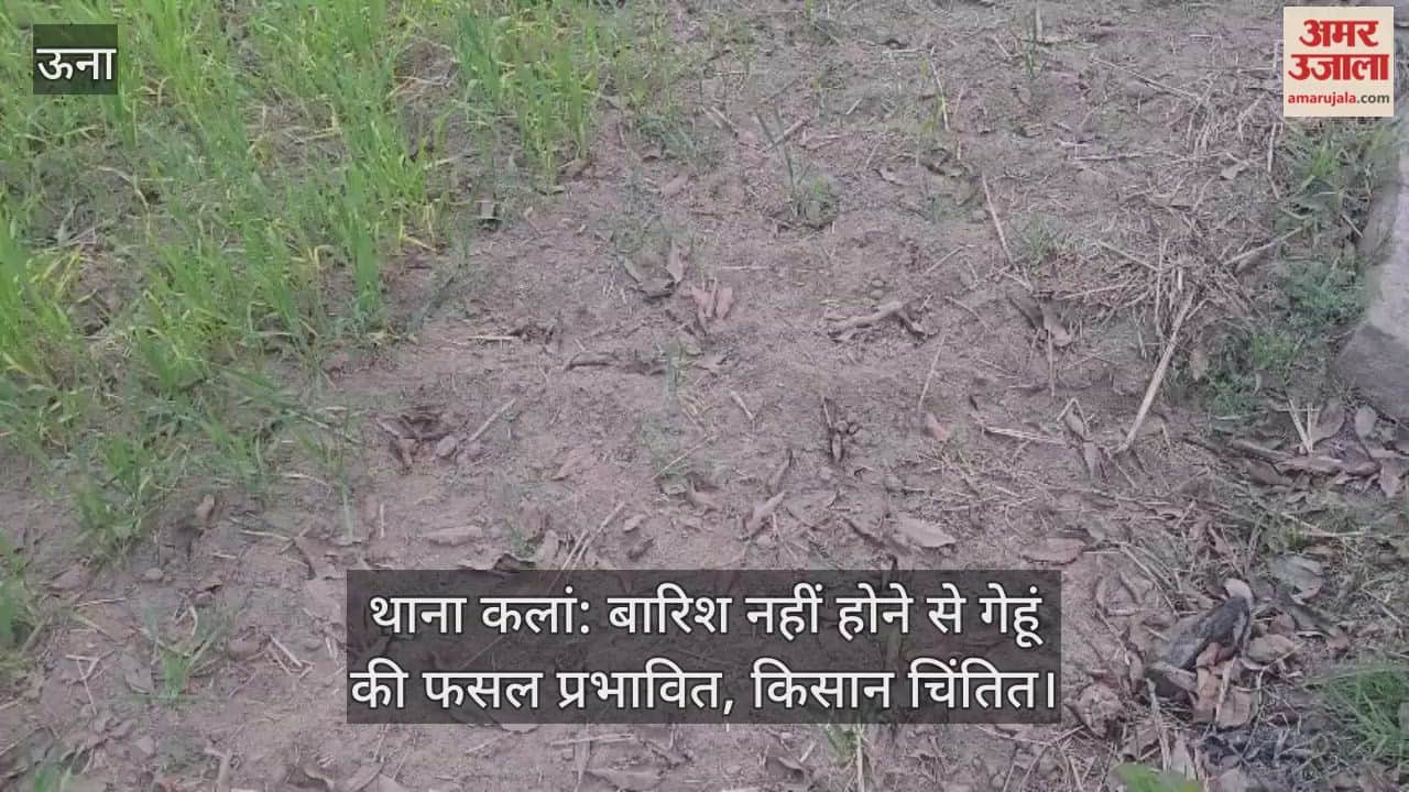 Thana Kalan: Lack of rain affects wheat crop, farmers worried