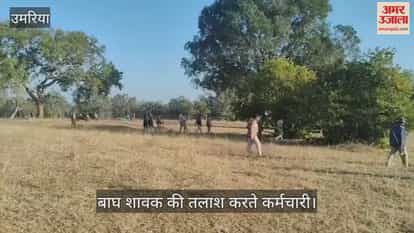 Search intensifies for missing tiger cub in Bandhavgarh intensive rescue operation continues in Umariya