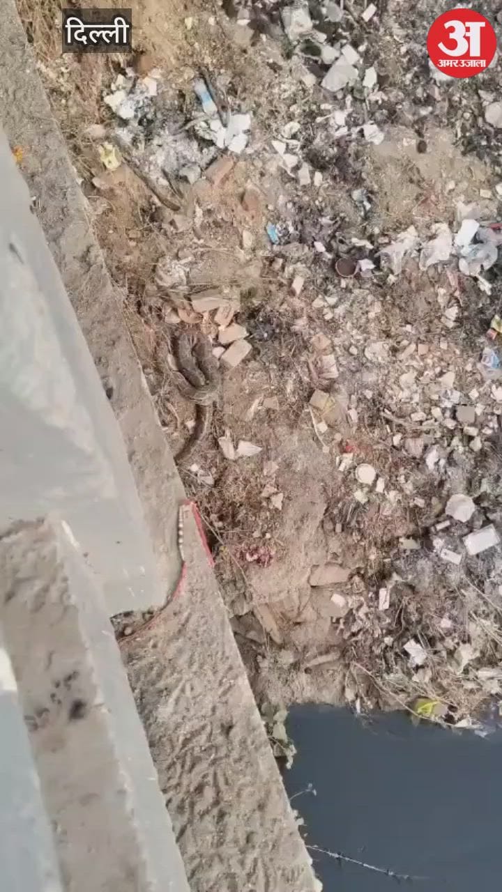 दिल्ली-मुंबई एक्सप्रेसवे के पास बने बुढ़ेना पुल के पास मिला अजगर