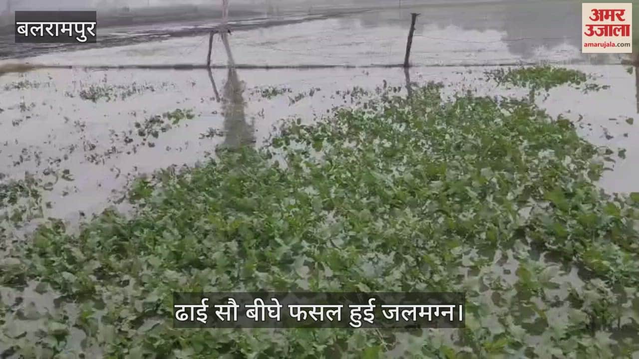 VIDEO: नहर कटने से करीब ढाई सौ बीघे गेहूं, सरसों और आलू की फसल हुई जलमग्न