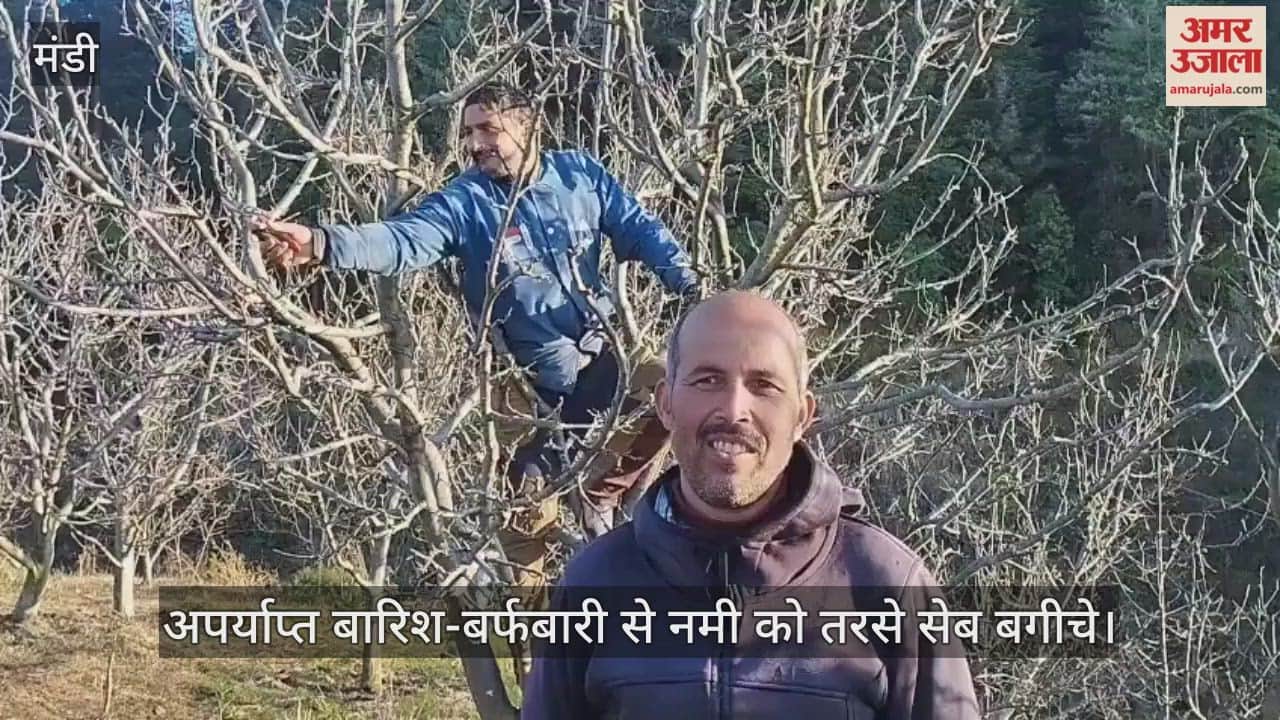 अपर्याप्त बारिश-बर्फबारी से नमी को तरसे सेब बगीचे, उत्पादन पर पड़ सकता है असर, बागवान चिंतित