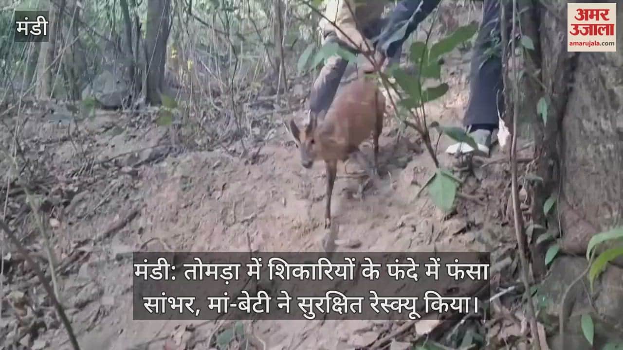 Mandi: Sambhar trapped in hunters' trap in Tomda, rescued safely by mother and daughter
