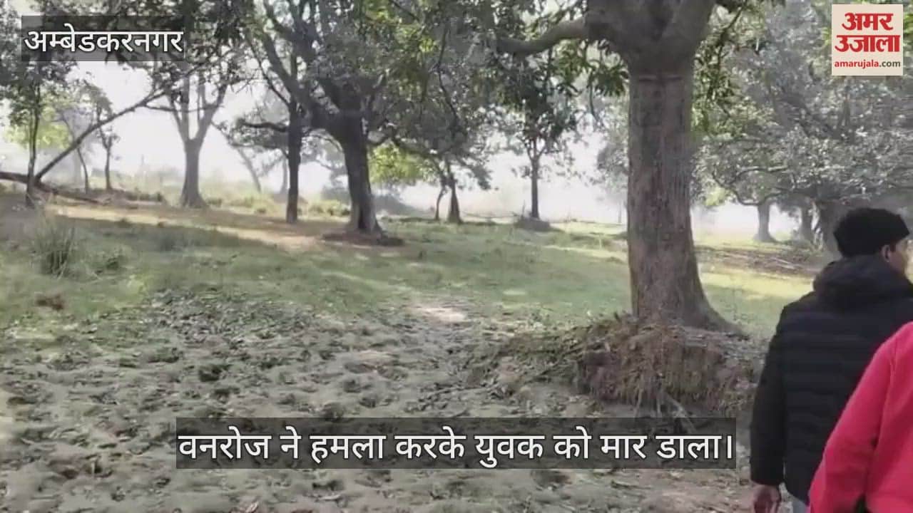 अंबेडकरनगर में वनरोज ने हमला करके युवक को मार डाला