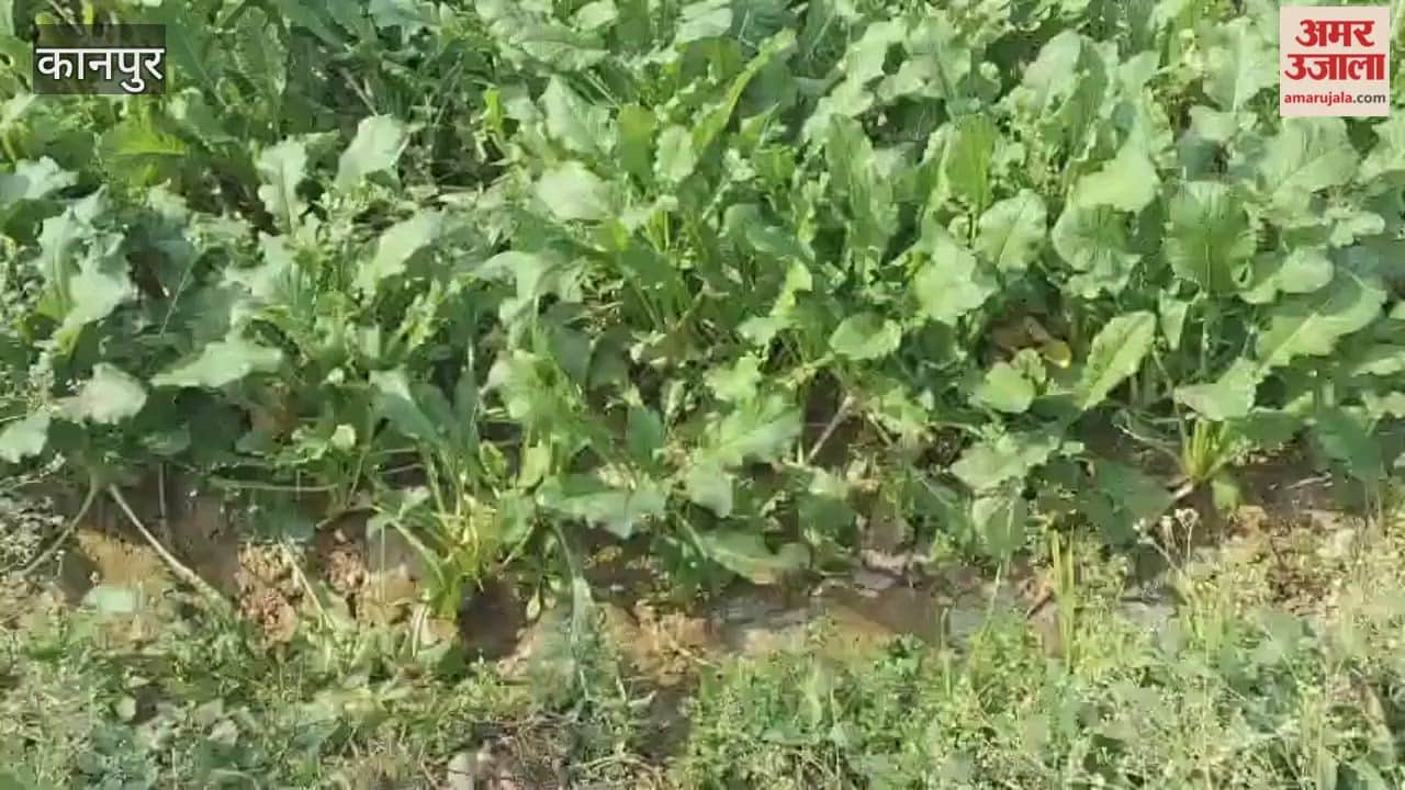 Farmers are distressed as demand for radishes plummets