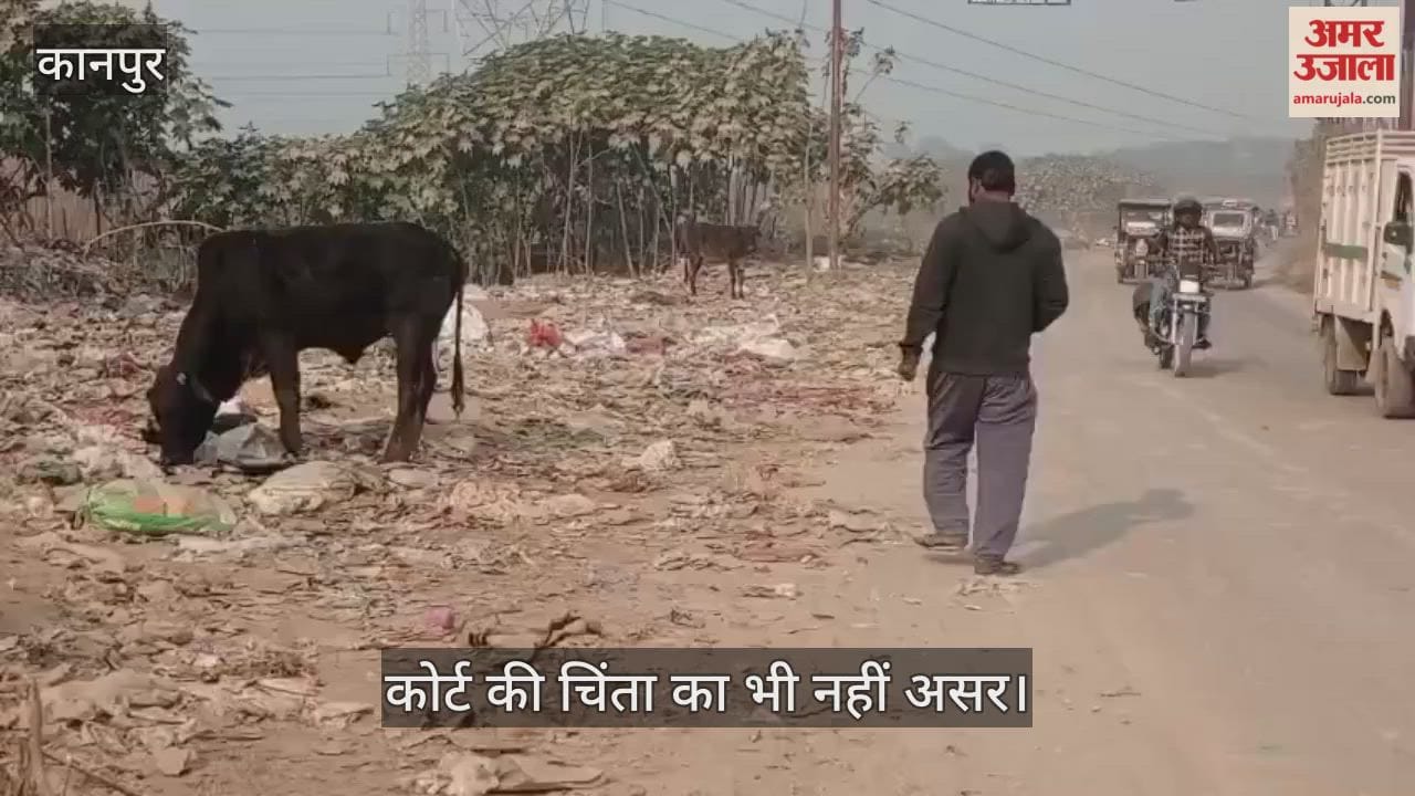 कानपुर: सड़कों पर आवारा पशुओं का कब्जा; प्रशासन की सुस्ती बढ़ा रही हादसे