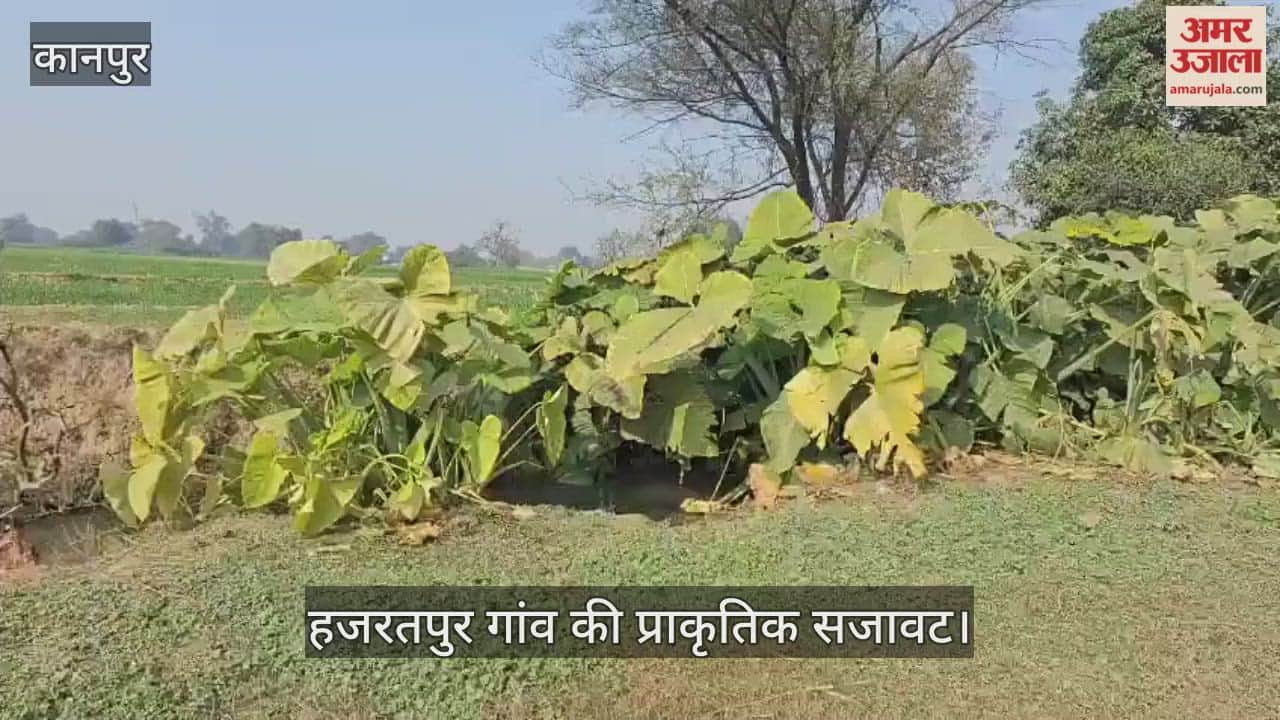 कानपुर: नालों और बम्बियों में उगे अनजान पौधों ने बढ़ाई सुंदरता; बड़े दिल वाले पत्तों ने हर तरफ बिखेरी हरियाली