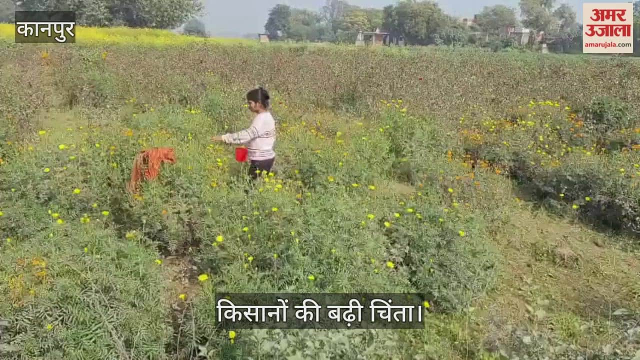 कानपुर: धुंध में खोई गेंदे की महक; कड़ाके की ठंड से फूलों की रंगत पड़ी फीकी