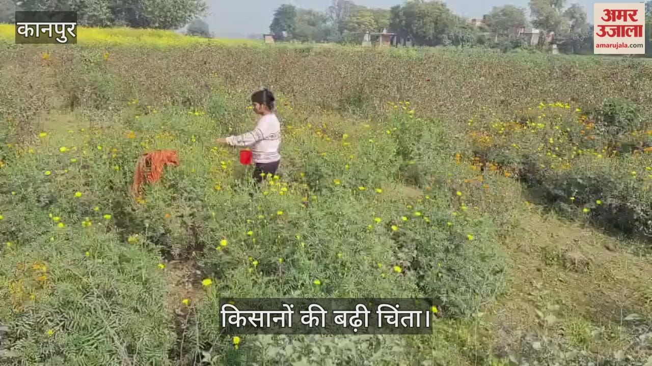 कानपुर: धुंध में खोई गेंदे की महक; कड़ाके की ठंड से फूलों की रंगत पड़ी फीकी
