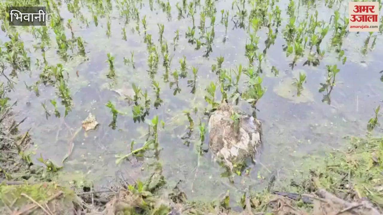 Dead birds were found in the water tanks at the water treatment plant in Bhiwani, and contaminated water is being supplied due to dirt mixed in the filters