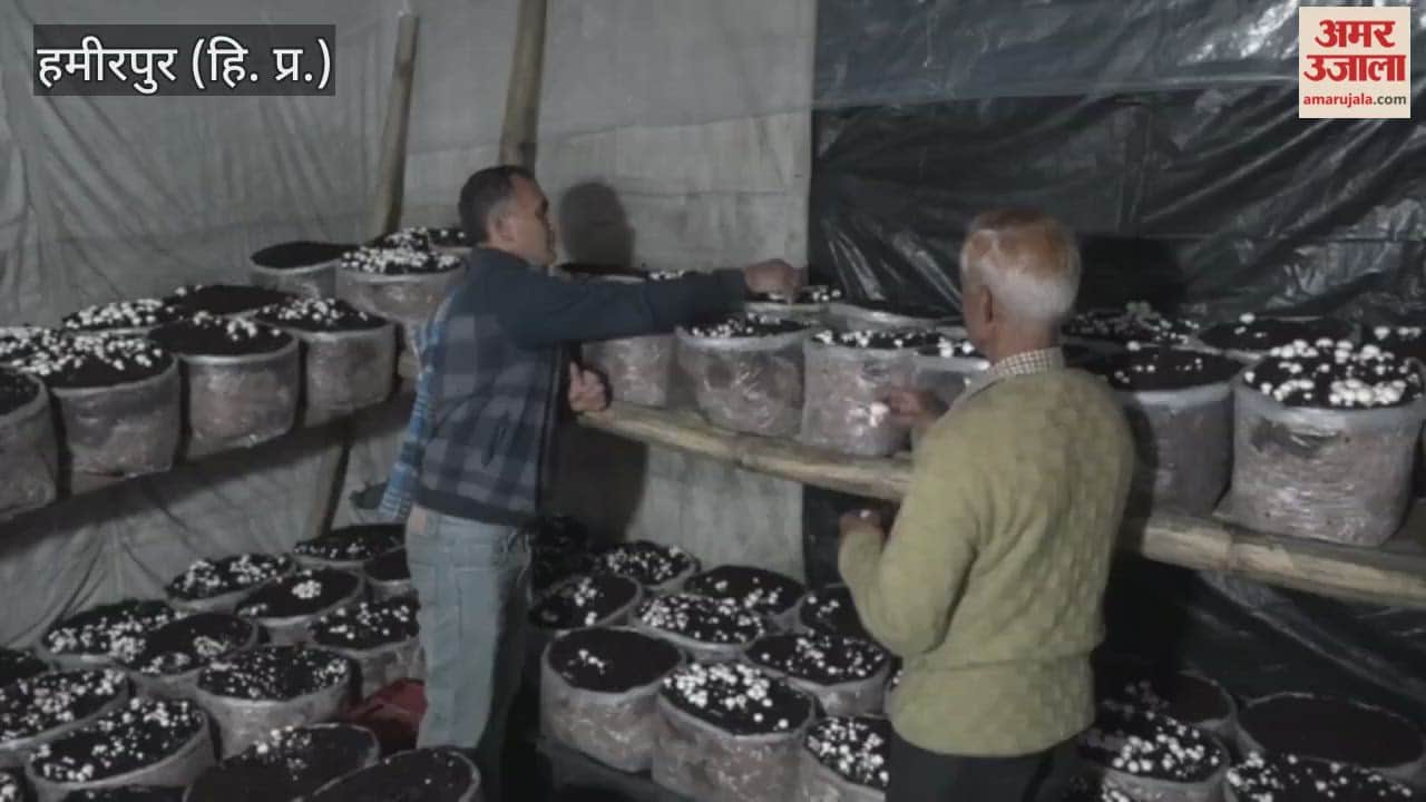 Hamirpur Virender Singh is preparing lakhs of vegetables cabbage, peas and mushrooms