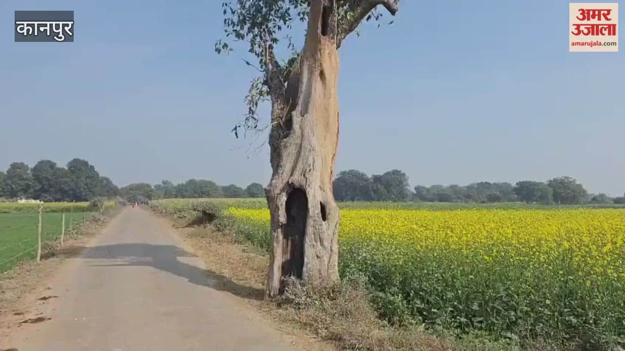 For years, it has been completely hollow inside, yet it still bears sweet fruit every year