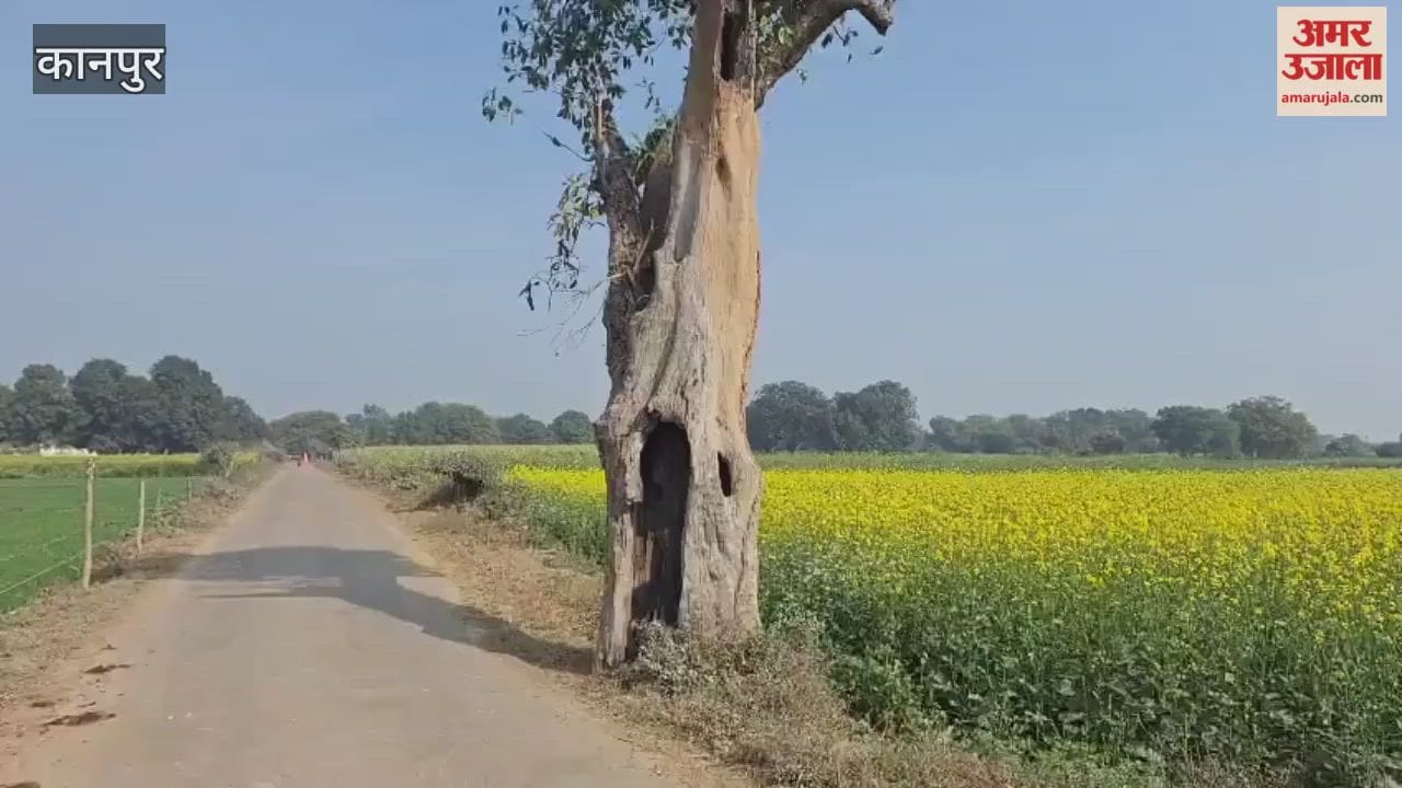 For years, it has been completely hollow inside, yet it still bears sweet fruit every year