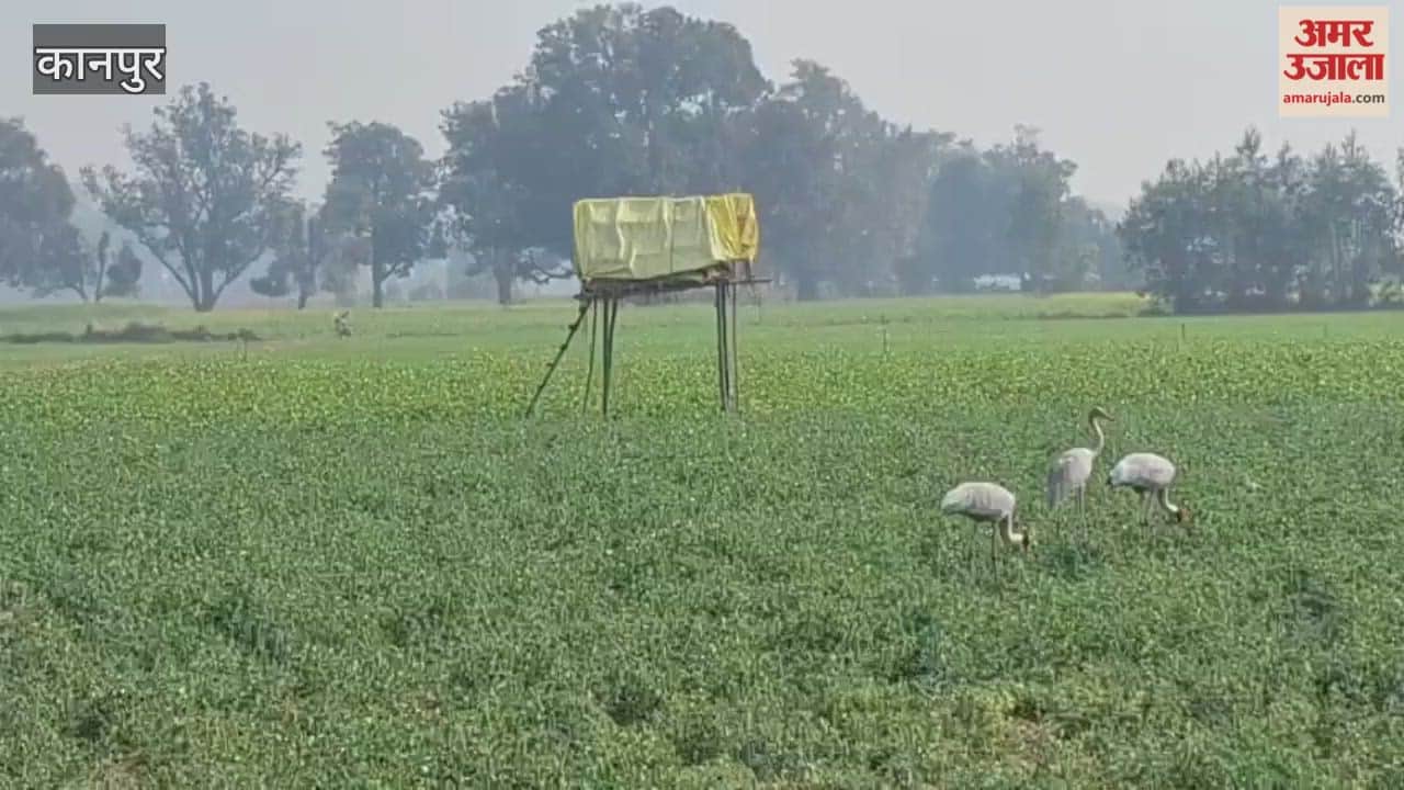 Bitter Cold and Helplessness: Farmers Forced to Stay Awake on Watchtowers to Protect Their Crops