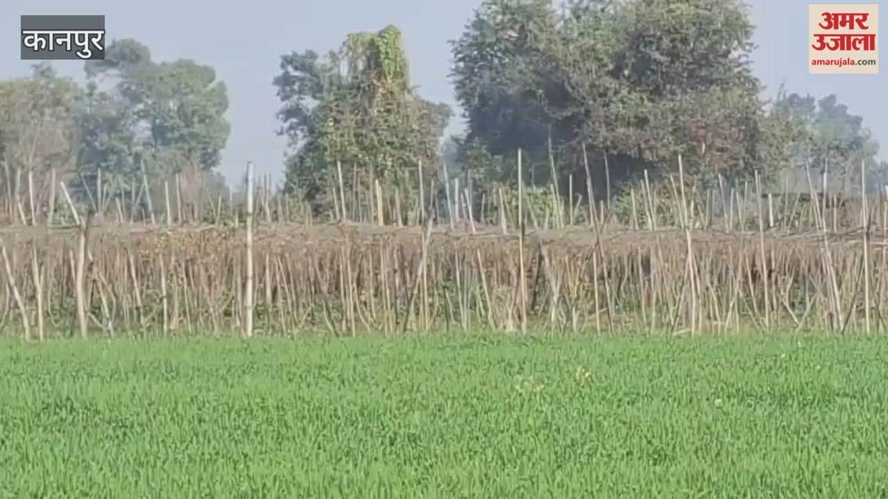 leaves of pointed gourd and ivy gourd plants were damaged by the severe cold