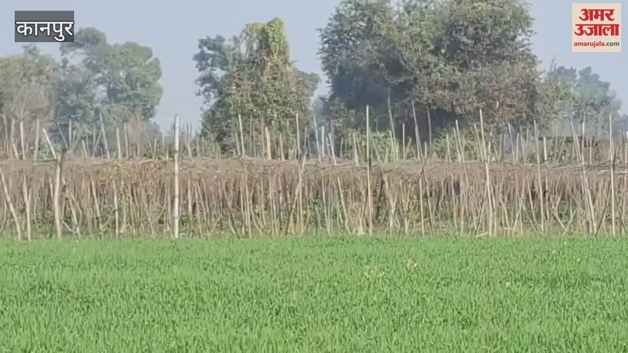leaves of pointed gourd and ivy gourd plants were damaged by the severe cold