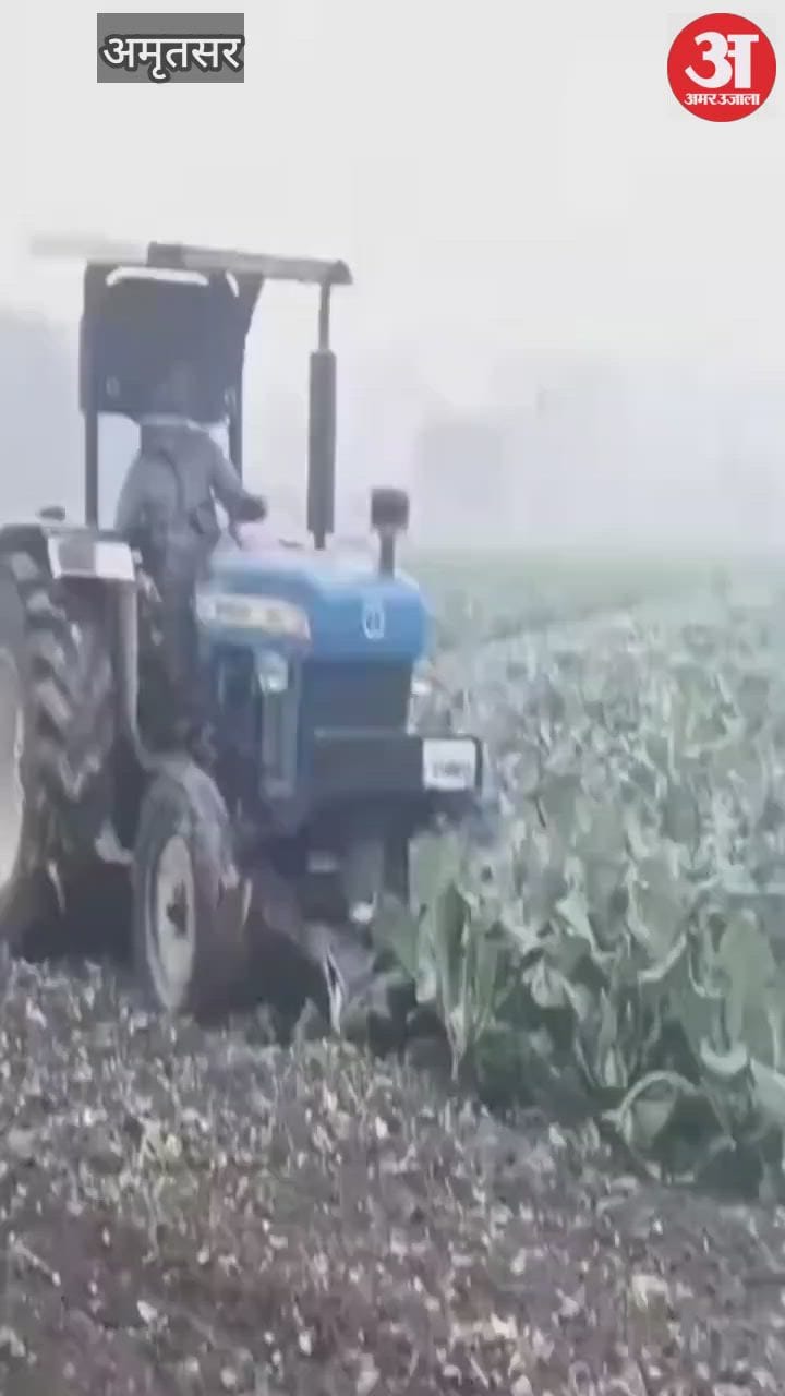 अजनाला में किसान ने गोभी की खड़ी फसल पर चलाया ट्रैक्टर