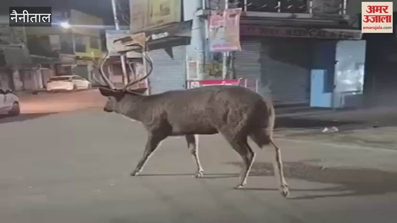A sambar deer was spotted at the main intersection of Ramnagar
