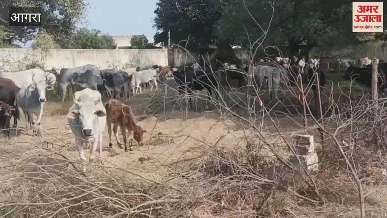 Farmers Lock Stray Cattle Inside School Campus After Crop Damage in Agra’s Bah Area