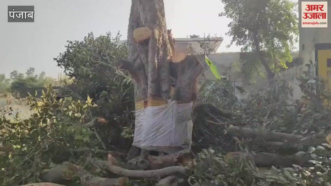 Shiv Sena expresses anger over the felling of peepal and banyan trees in Khothran village of Phagwara.