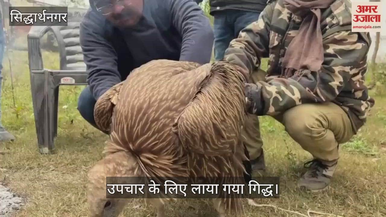 The condition of the vulture found a week ago has deteriorated.