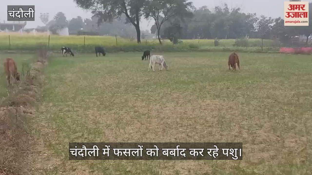 Crops of farmers in Tandakala destroyed by herds of stray animals in chandauli