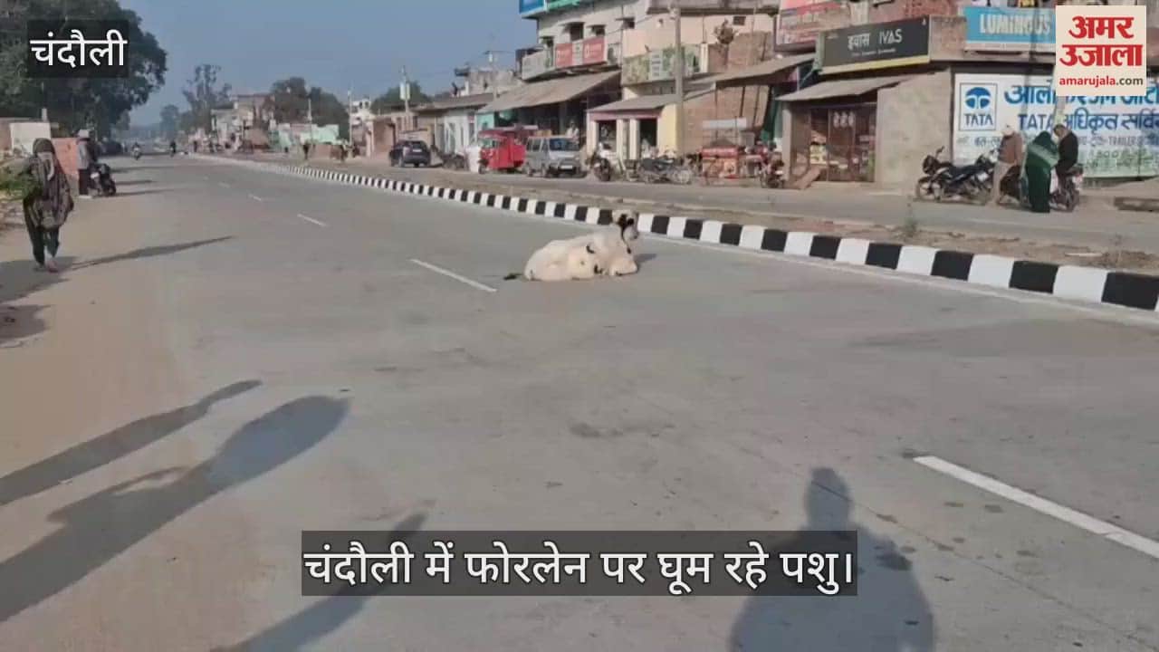 four-lane road in Chandauli haven for animals