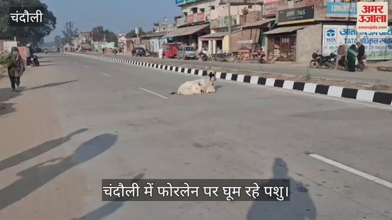 four-lane road in Chandauli haven for animals