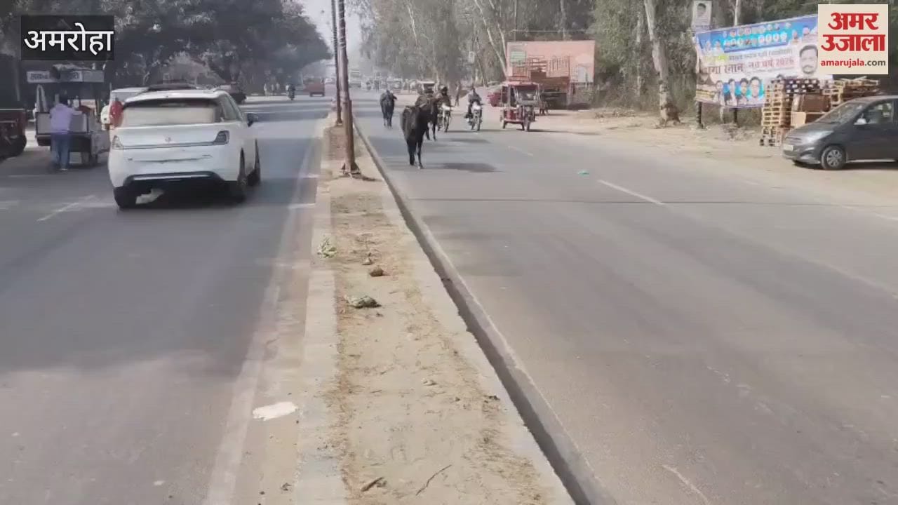 Stray cattle roaming on the roads have become a source of trouble for people