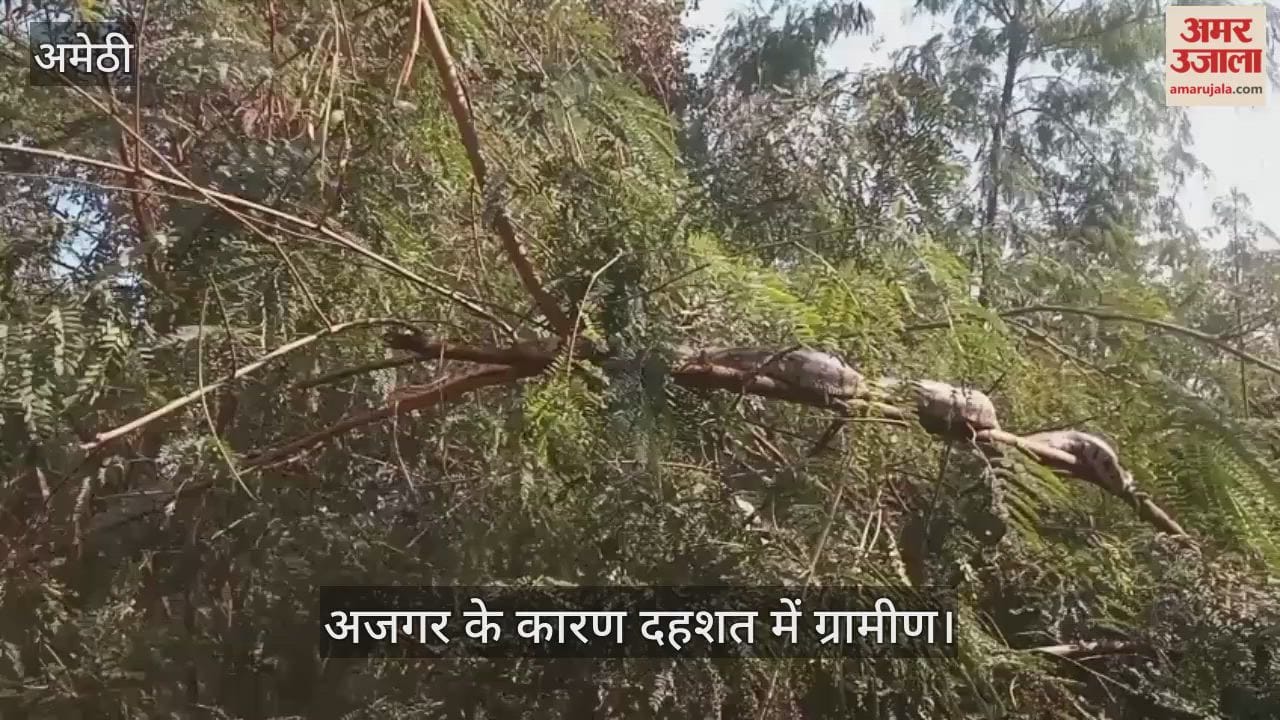 VIDEO: धूप निकलते ही पेड़ पर चढ़ जाता है अजगर, दहशत में ग्रामीण