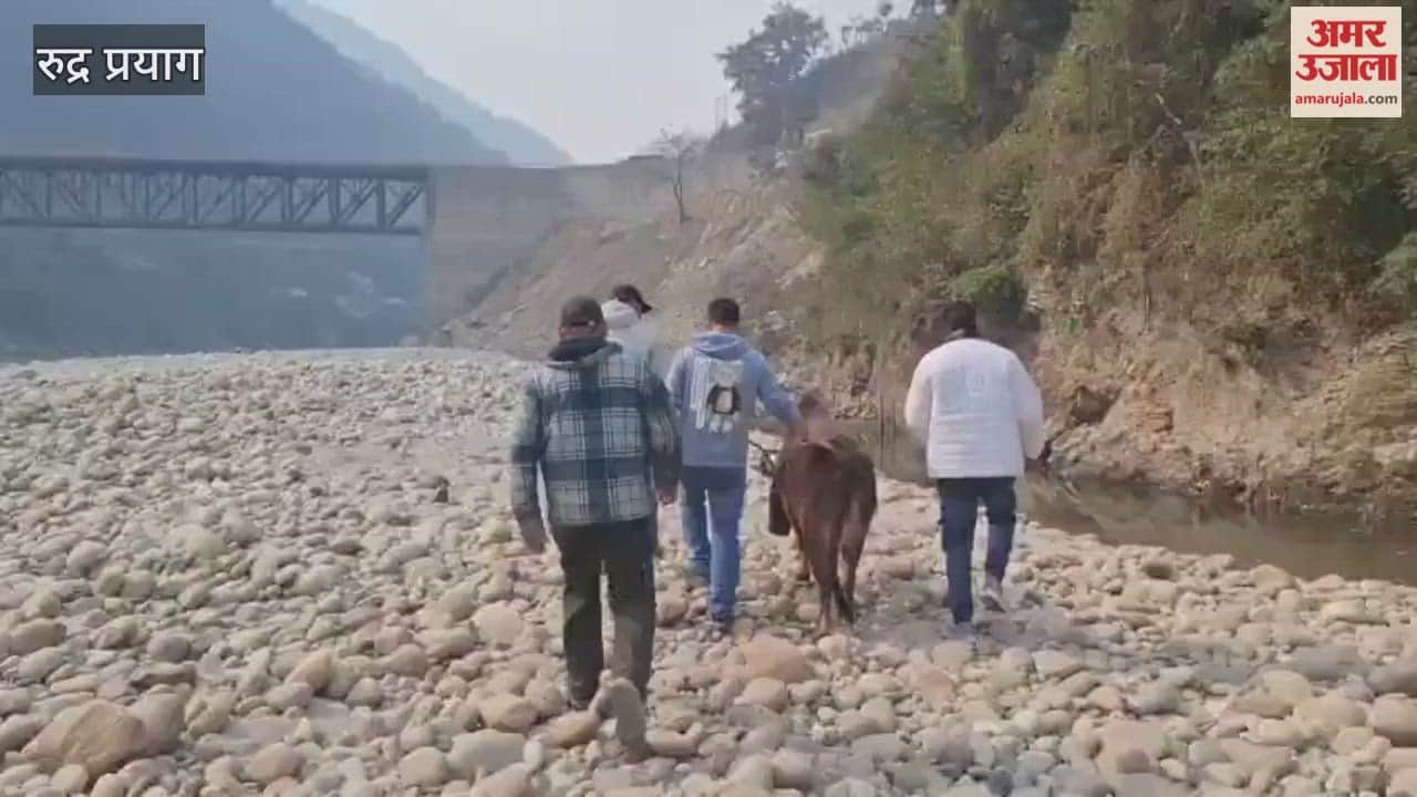 Rudraprayag: Cattle trapped in a gorge along the Alaknanda river were rescued