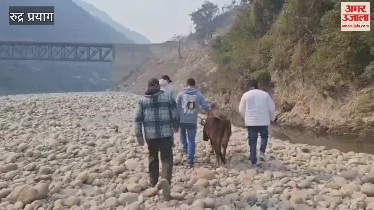 Rudraprayag: Cattle trapped in a gorge along the Alaknanda river were rescued