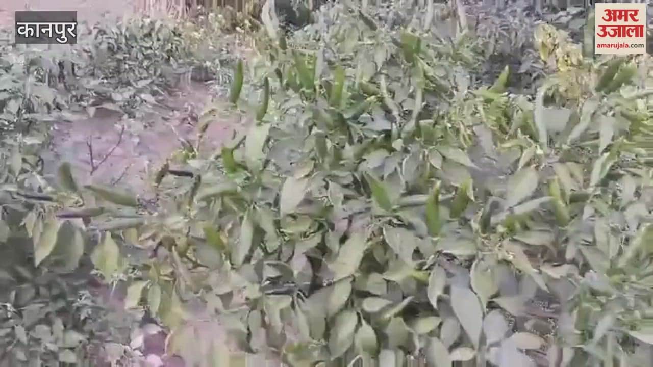 Chilies reach a record price of 52 rupees per kilogram in the market