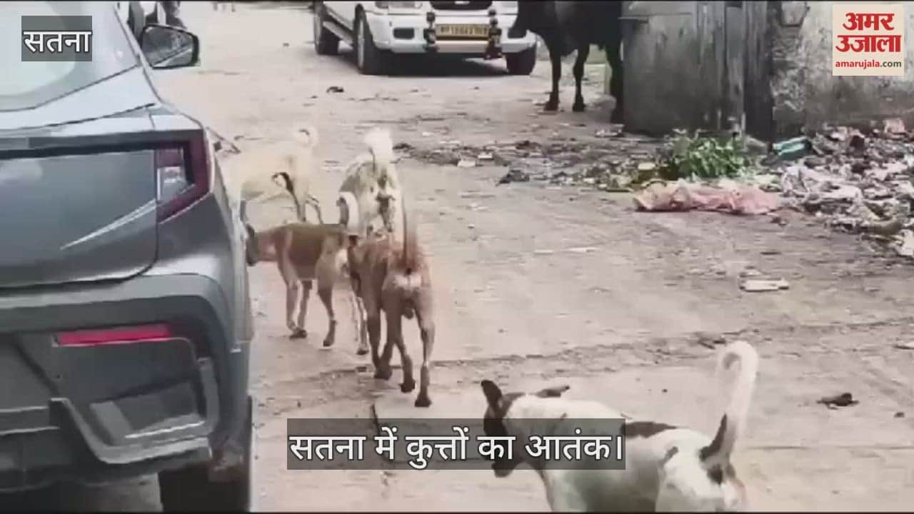 SATNA NEWS Stray dog menace grows in Satna, 1,104 anti-rabies injections administered in 10 days