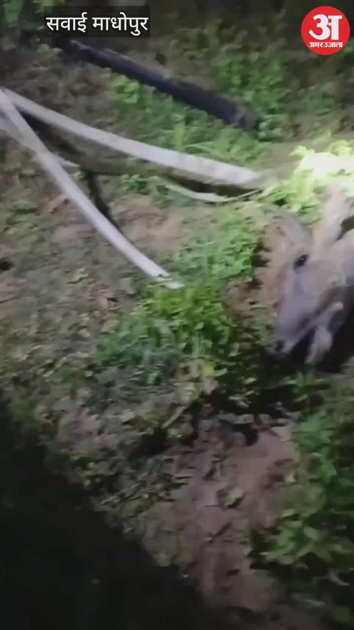 Leopard hunts nilgai in Sawai Madhopur fear grips villagers