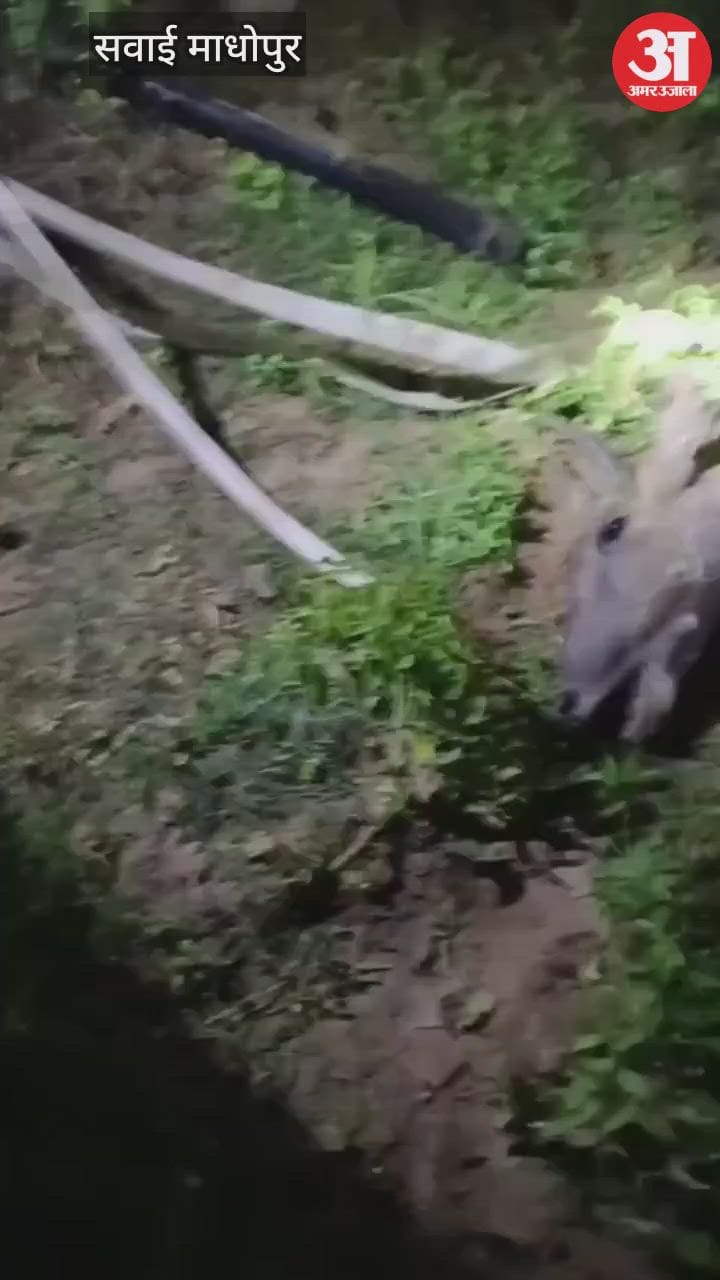 Leopard hunts nilgai in Sawai Madhopur fear grips villagers