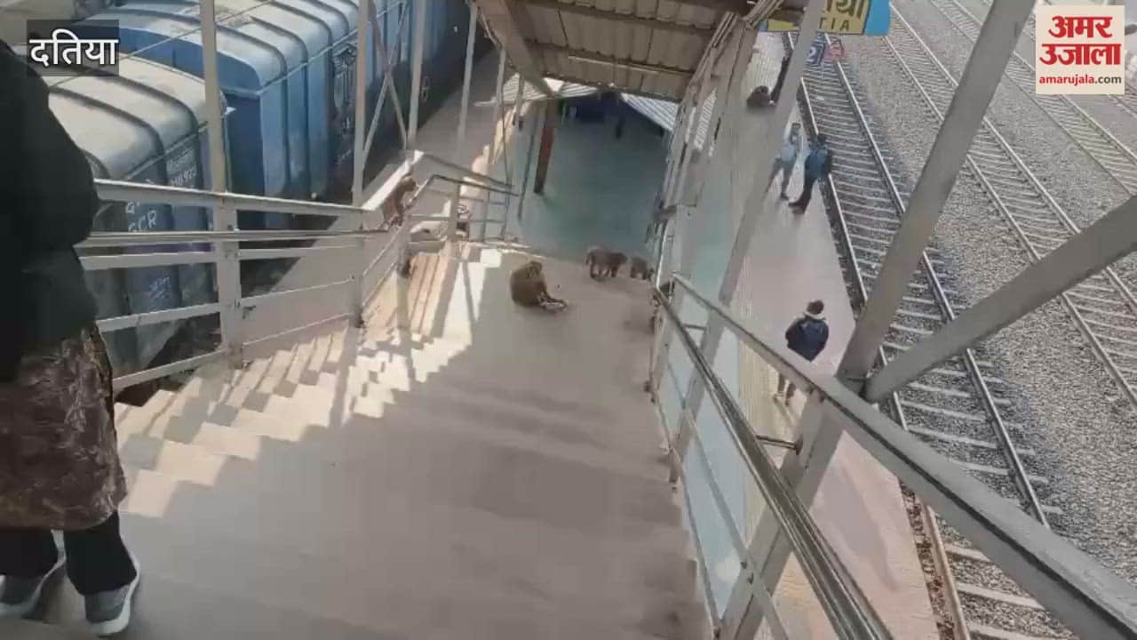 Monkeys create panic at Datia railway station, passengers live in fear
