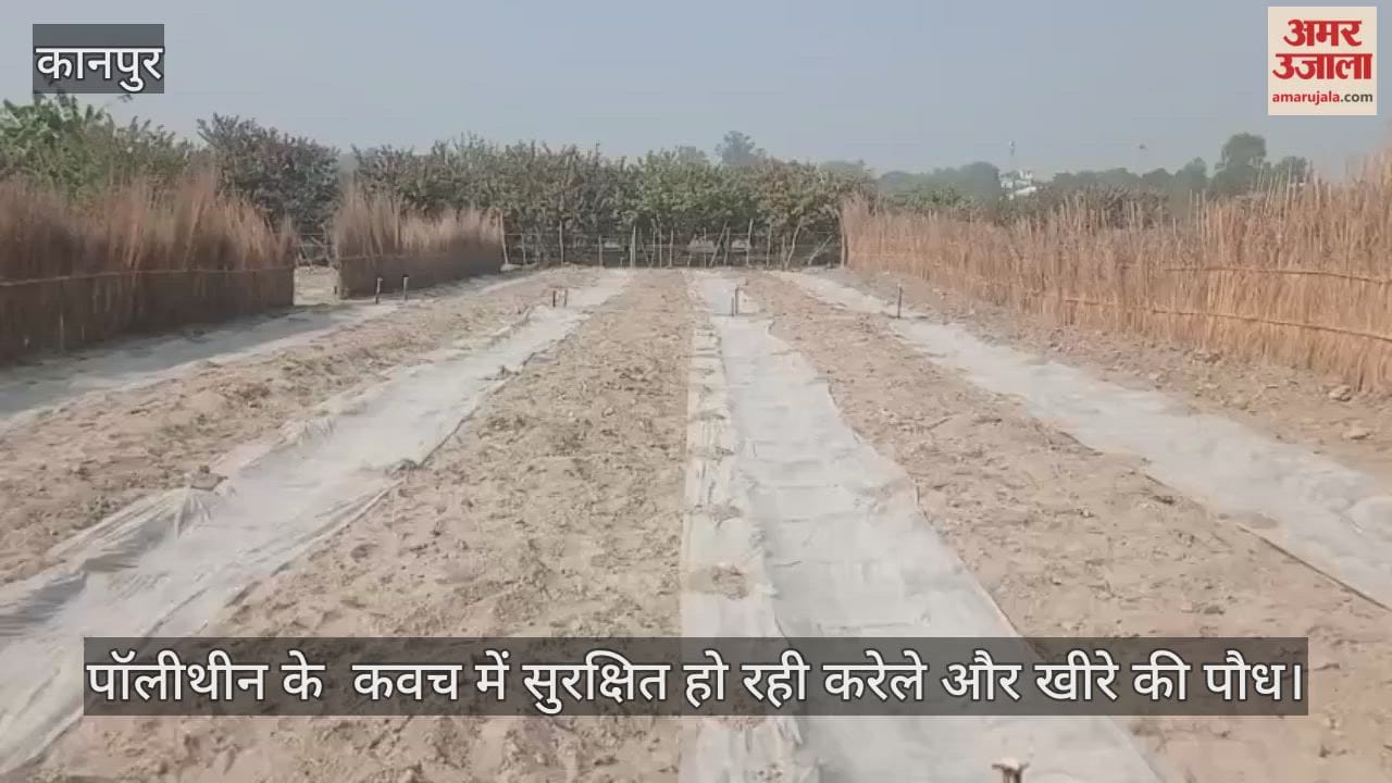 कानपुर: बिठूर की कटरी में कड़ाके की ठंड से फसल बचाने की कवायद