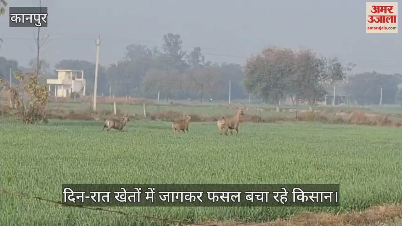 कानपुर के भीतरगांव में वनरोजों का आतंक: फसलें रौंद रहे जंगली जानवरों के झुंड, बर्बादी देख किसानों के छलके आंसू