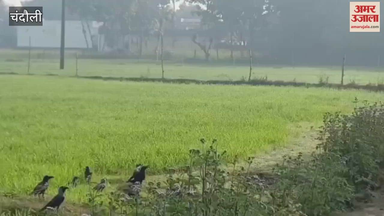 Villagers rescued an owl from crow attack giving it new lease on life