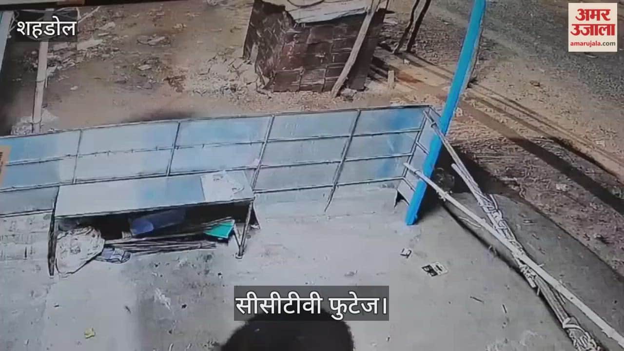 Shahdol News: Bear frequenting Rasamohani market in search of food; forest department intensifies monitoring