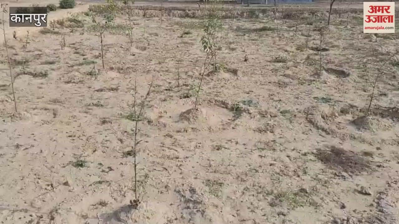 In the files, the garden is lush and green, but in reality, the plants are dying