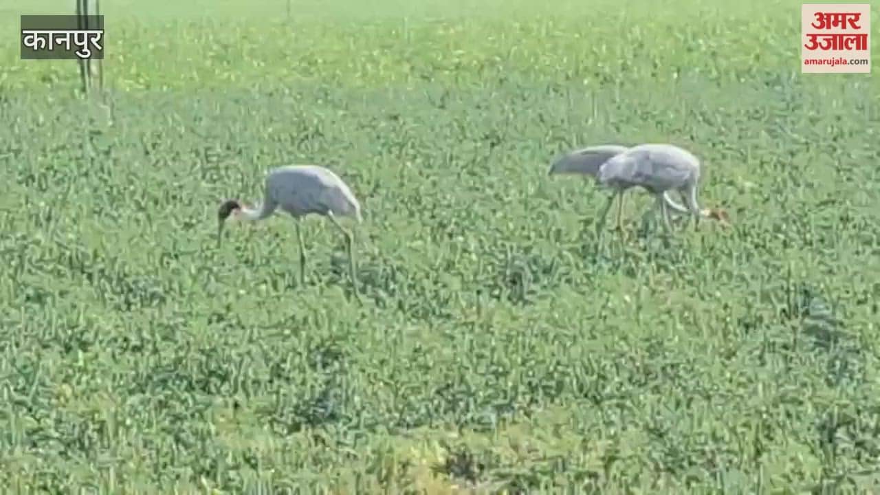 As soon as the sun came out, flocks of cranes attacked the pea crop