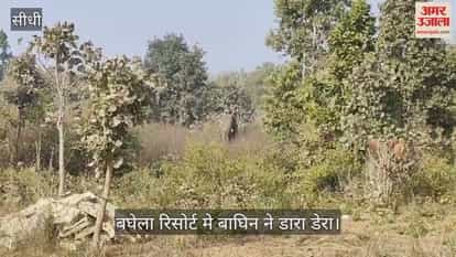 Sidhi News: Villagers panic as tigress T-40 roams Baghela Resort area with her three cubs