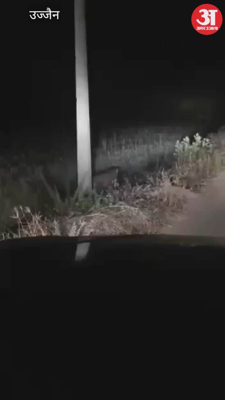 Ujjain News: Leopard spotted near Makdon sparks panic; two villages advised to stay indoors after dusk