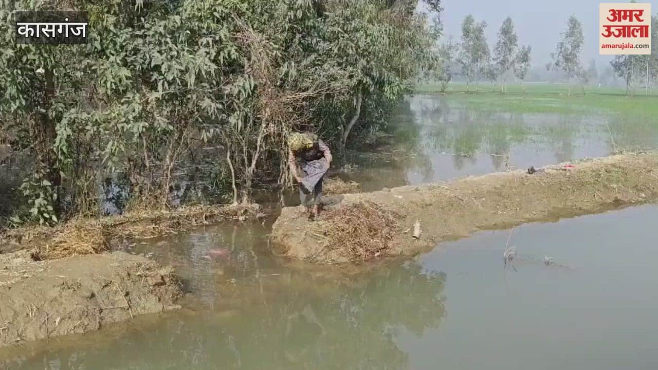 embankment of Banupura canal was breached and crops were submerged