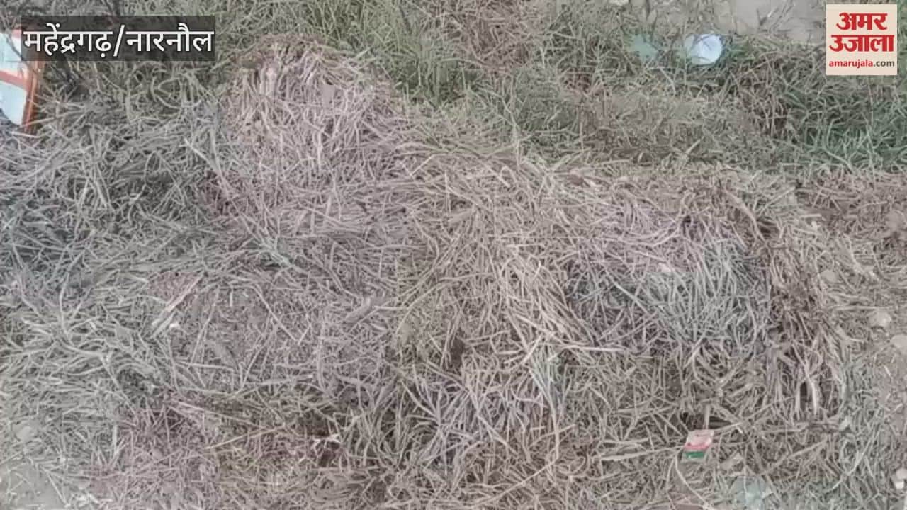 There is no relief from the cold in Narnaul; light frost was observed again today