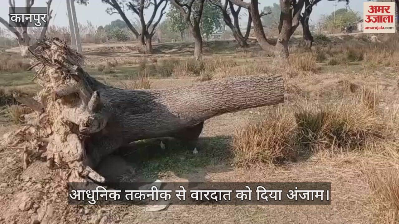 कानपुर: कुरसौली नहर पुल पर लकड़ी माफिया का तांडव; सरकारी बगीचे से लाखों की लकड़ी चोरी