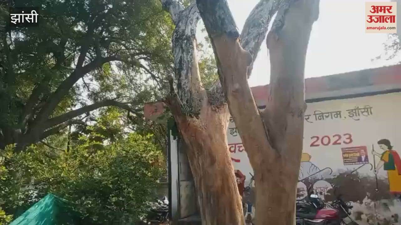 A dilapidated tree in the Jhansi court premises has become a cause of trouble.