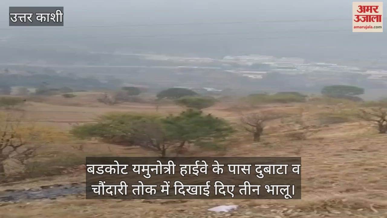 Three bears were spotted near the Barkot Yamunotri Highway Uttarkashi