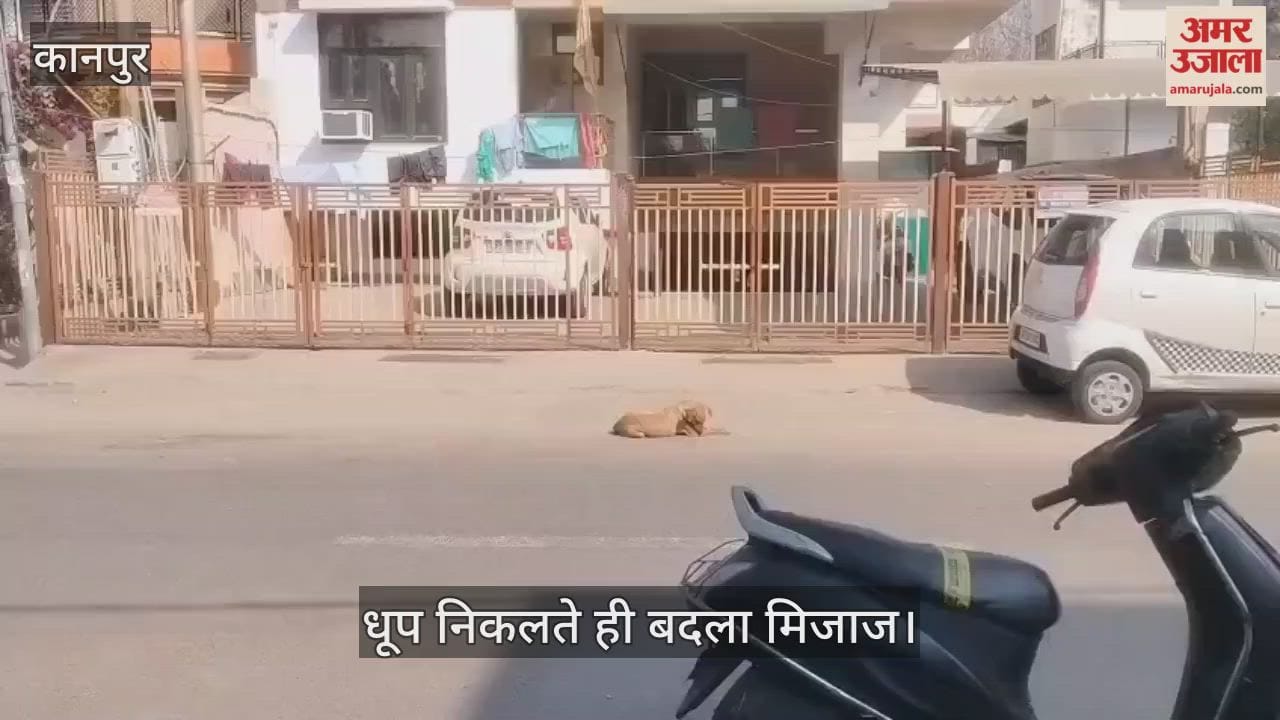 कानपुर में खिली गुनगुनी धूप: इंसानों के साथ बेजुबानों को भी मिली कड़ाके की ठंड से राहत